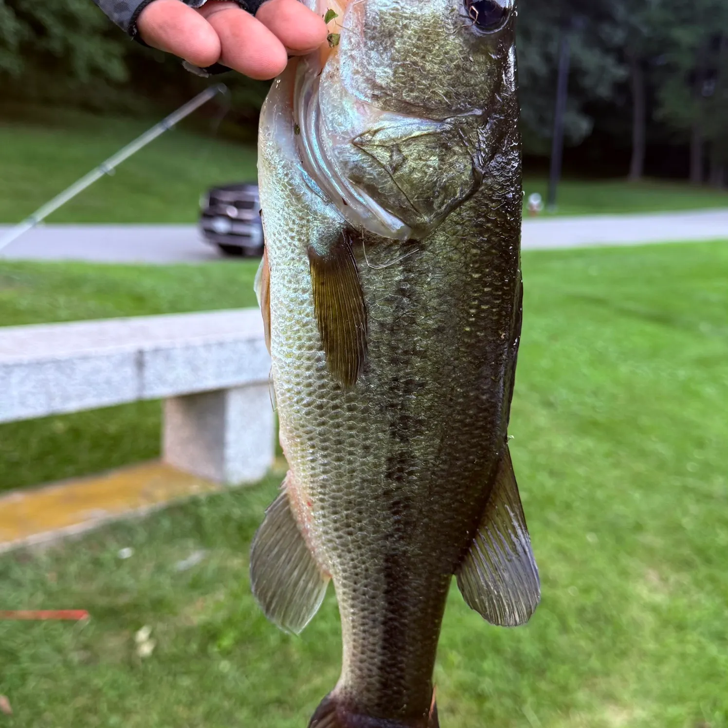 Largemouth bass caught on Fishbrain