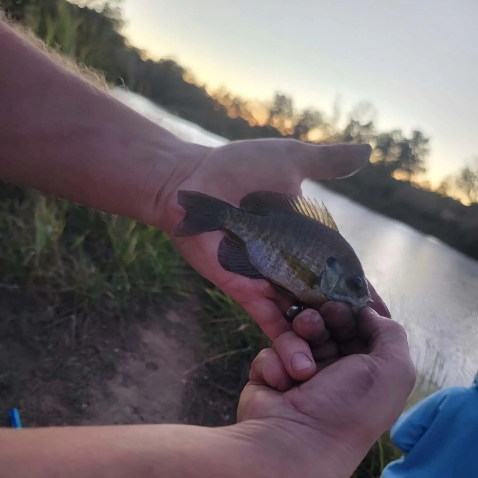 Bluegill caught on Fishbrain