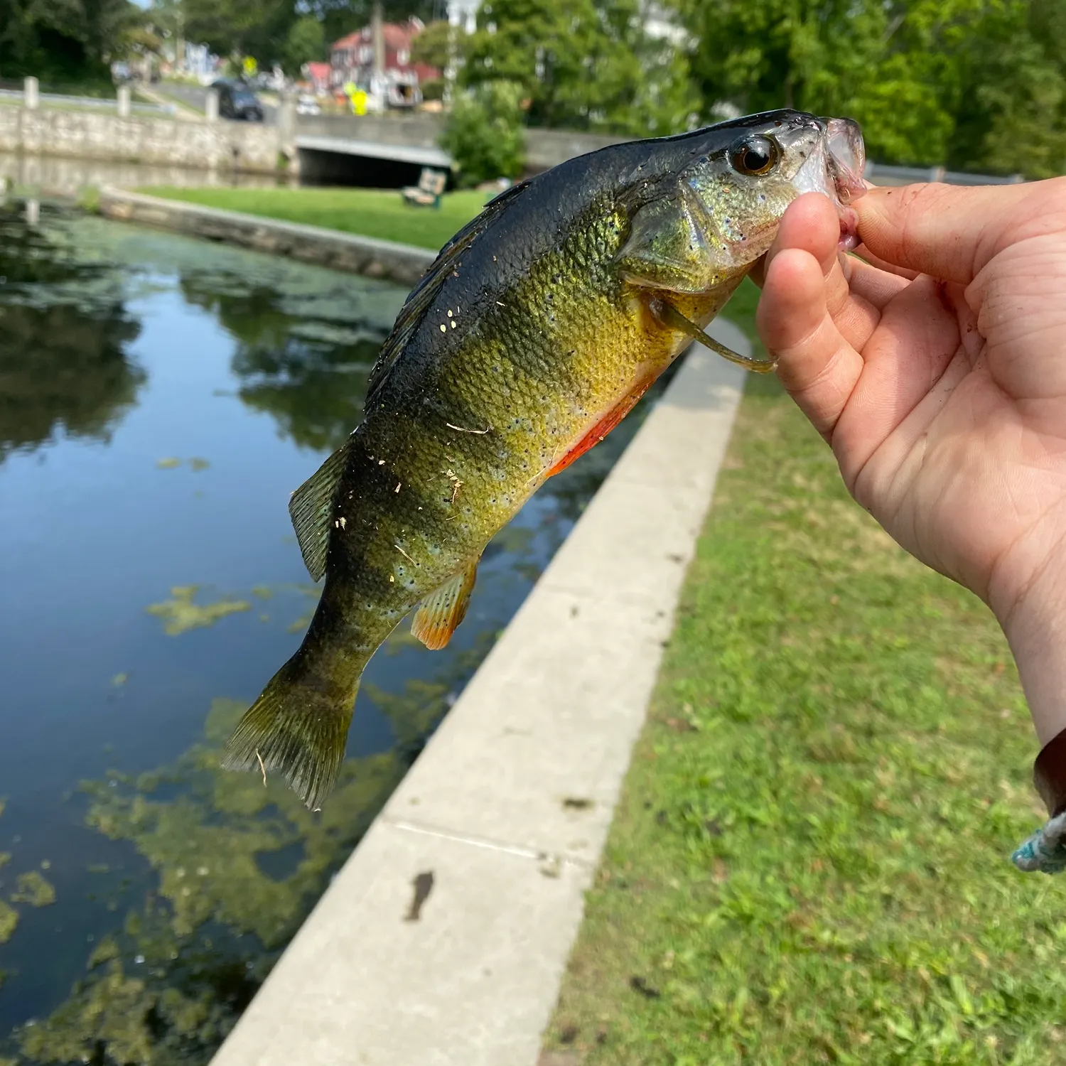 catch