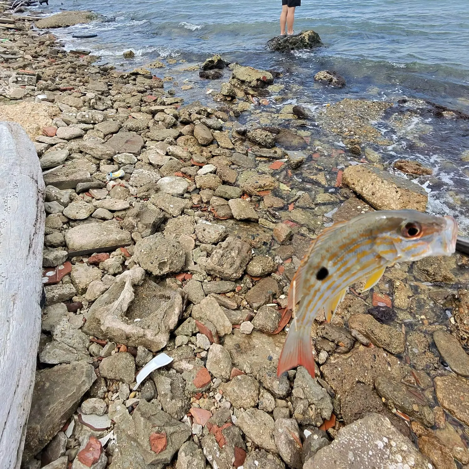 The most recent Lane snapper catches on Fishbrain