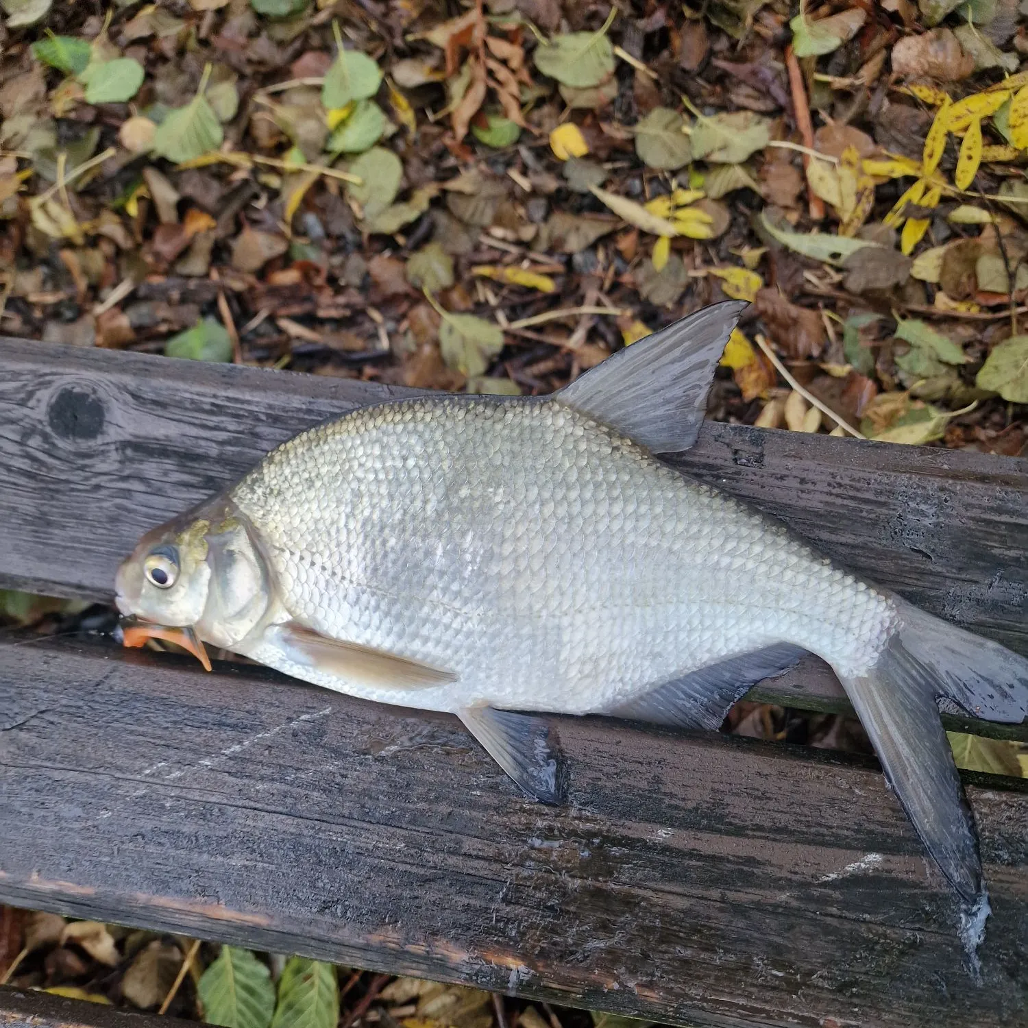 The most recent White bream catches on Fishbrain