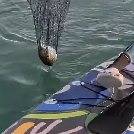 The most recent Northern puffer catches on Fishbrain