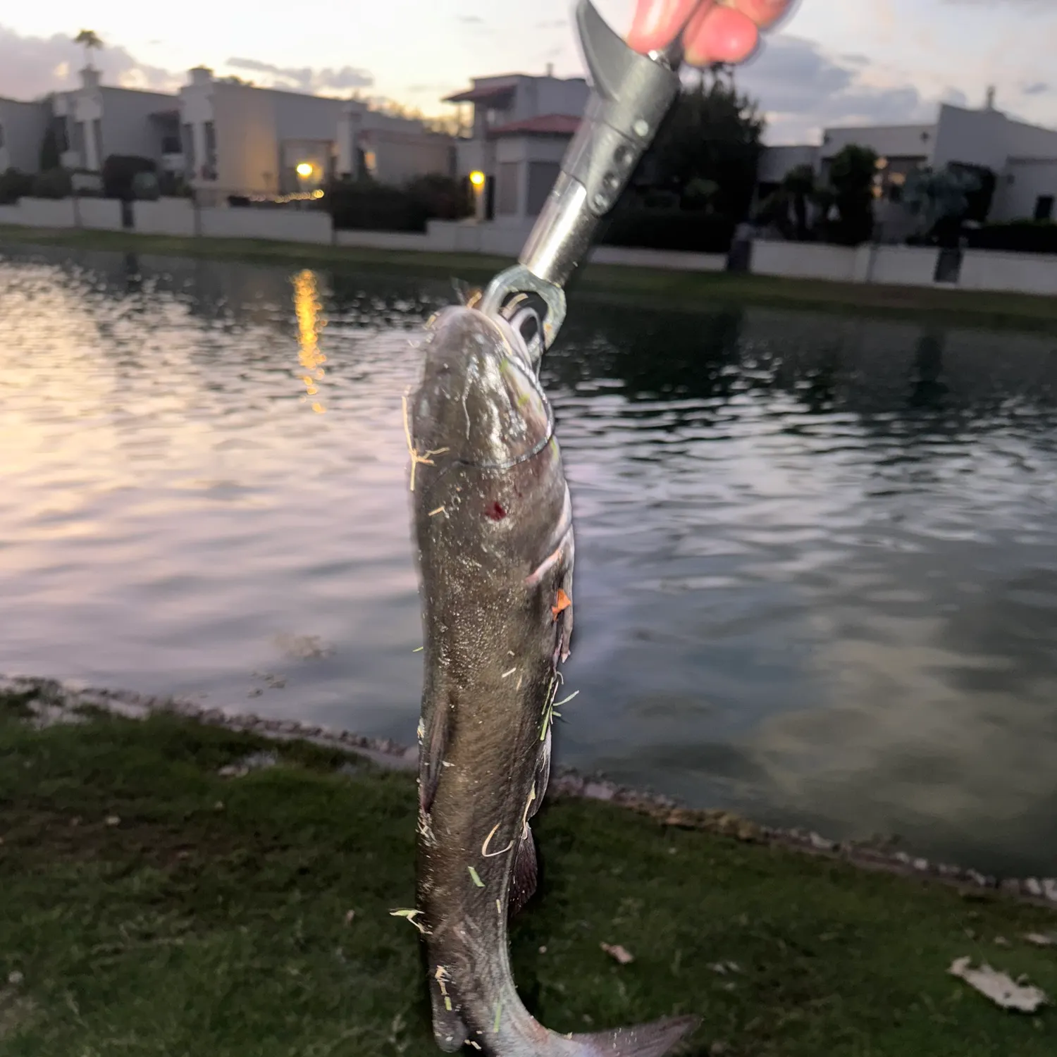 Channel catfish caught on Fishbrain