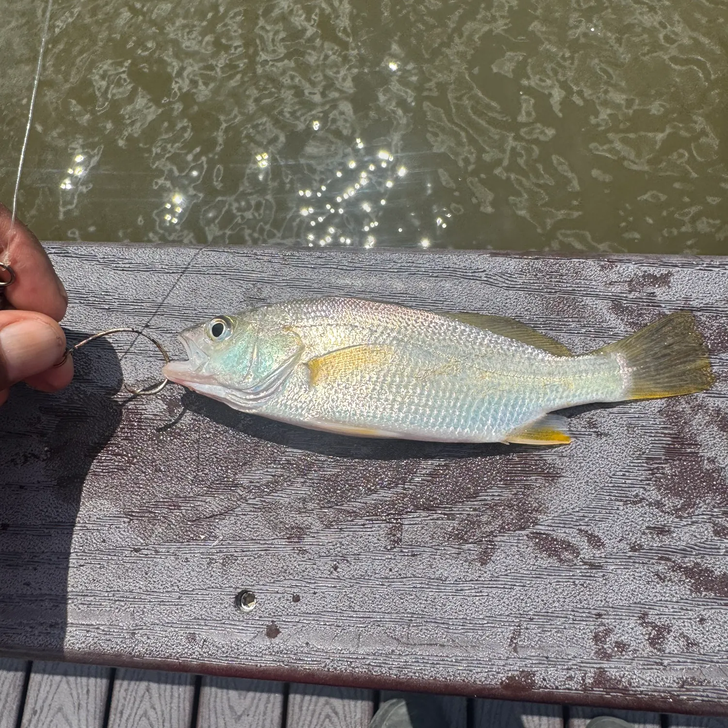 The most recent Silver perch catches on Fishbrain