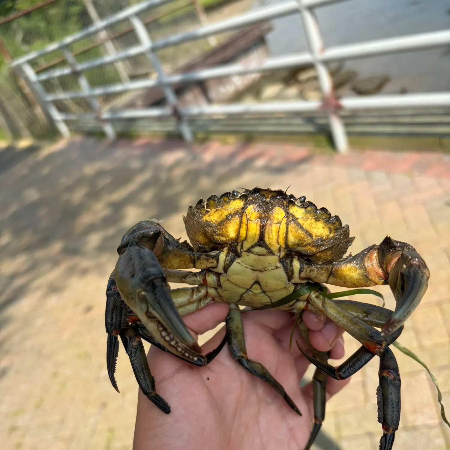 The most recent Green crab catches on Fishbrain