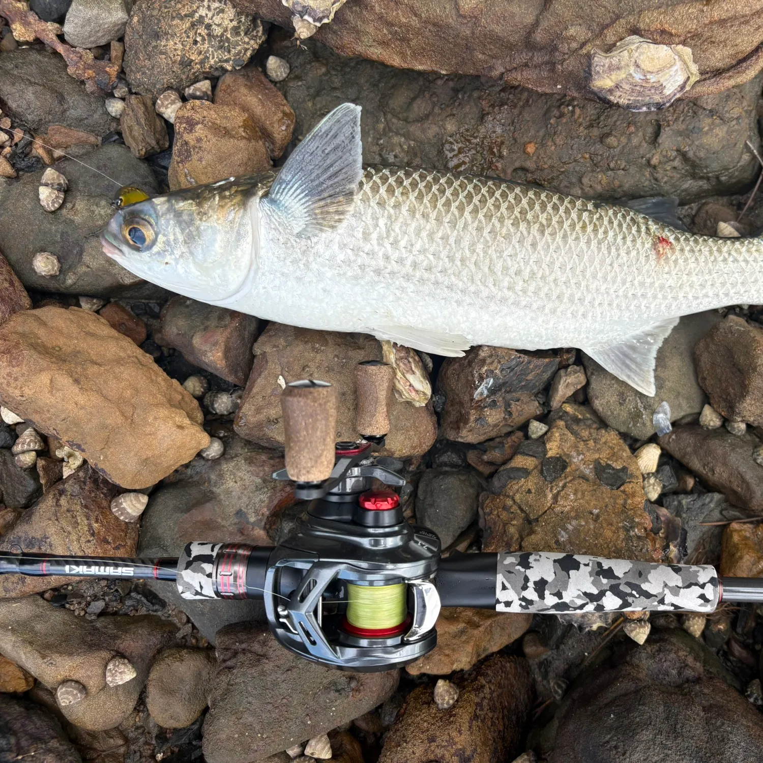 The most recent Striped mullet catches on Fishbrain