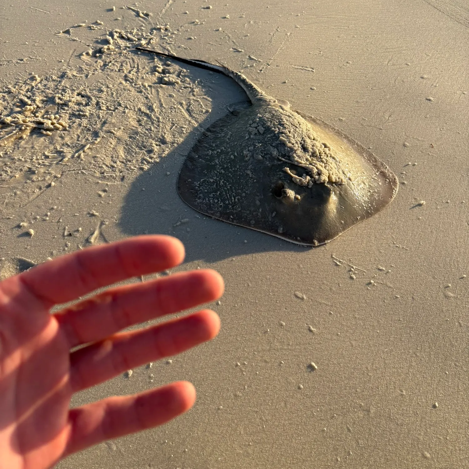 The most recent Southern stingray catches on Fishbrain