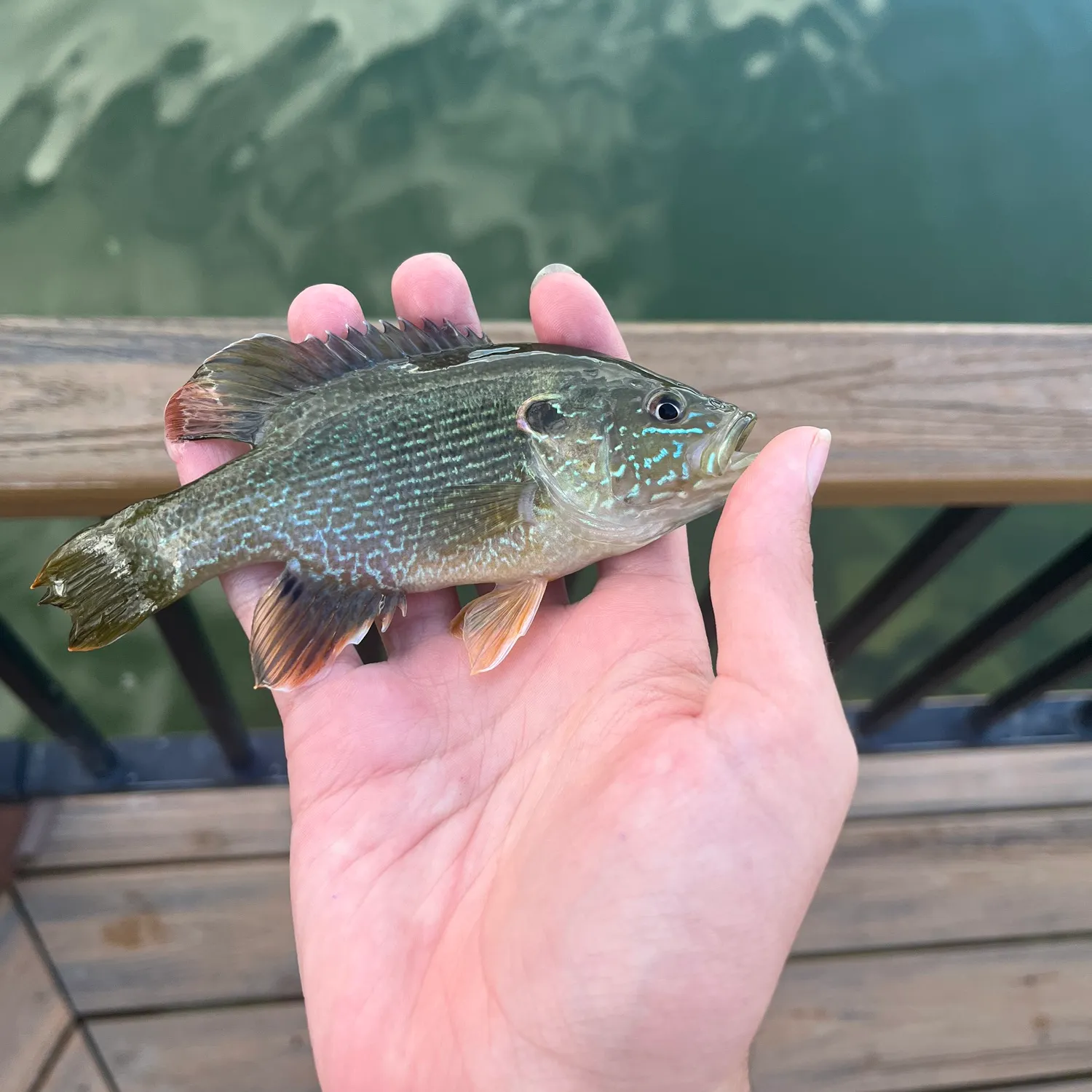Green sunfish caught on Fishbrain