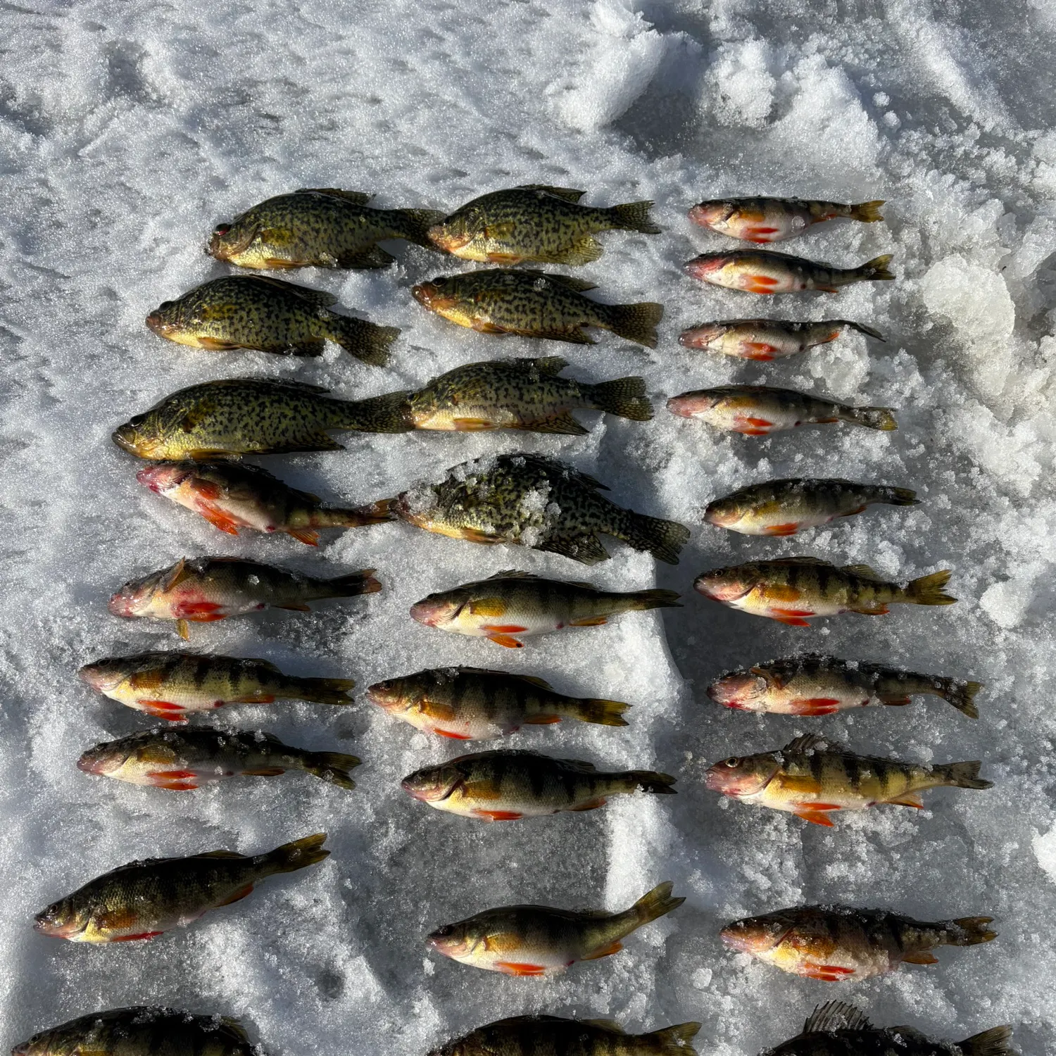 recently logged catches