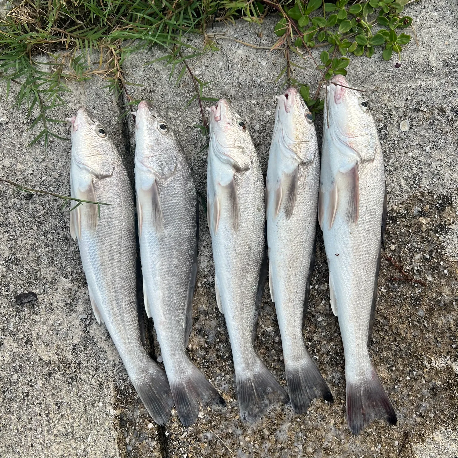 The most recent Gulf kingcroaker catches on Fishbrain