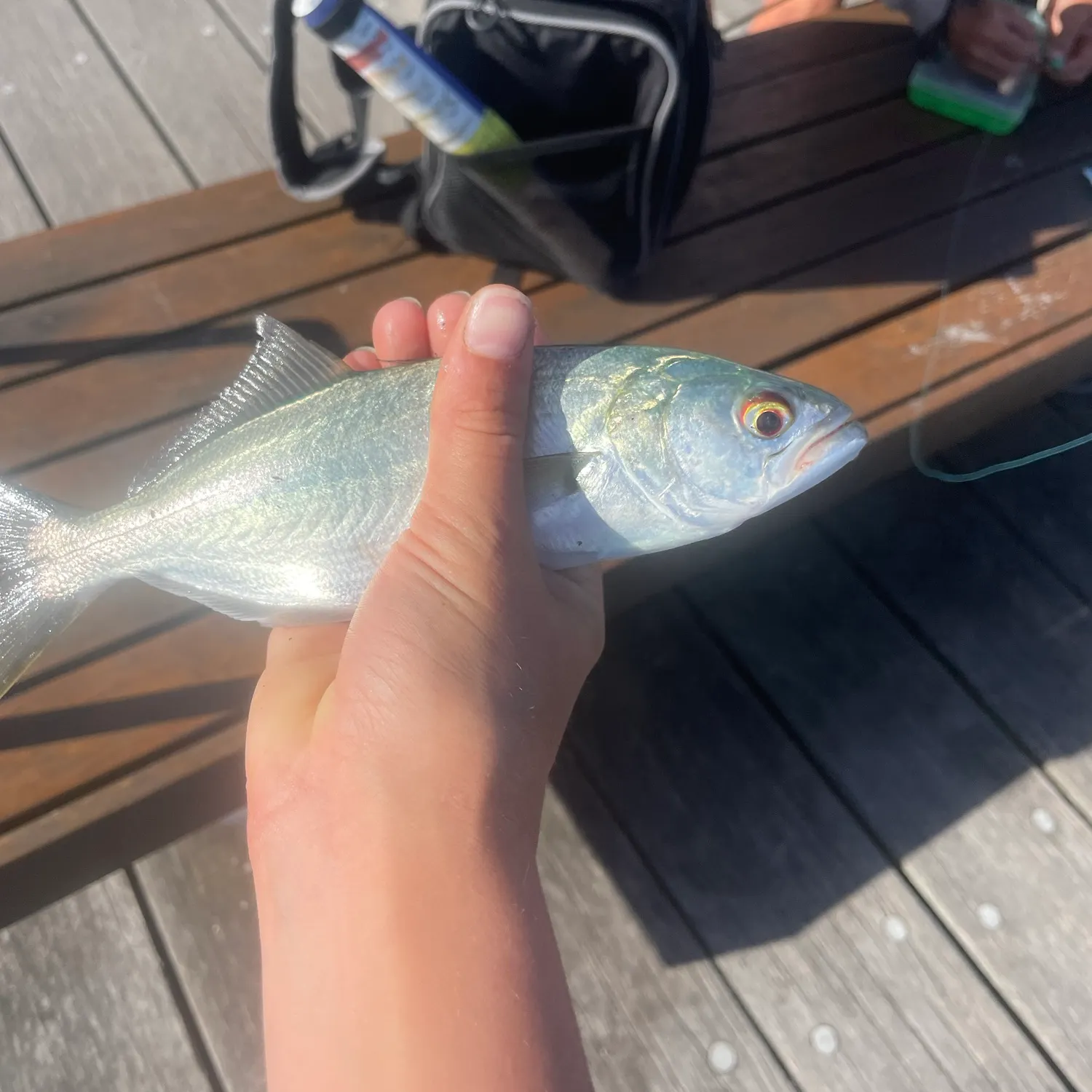 Bluefish caught on Fishbrain