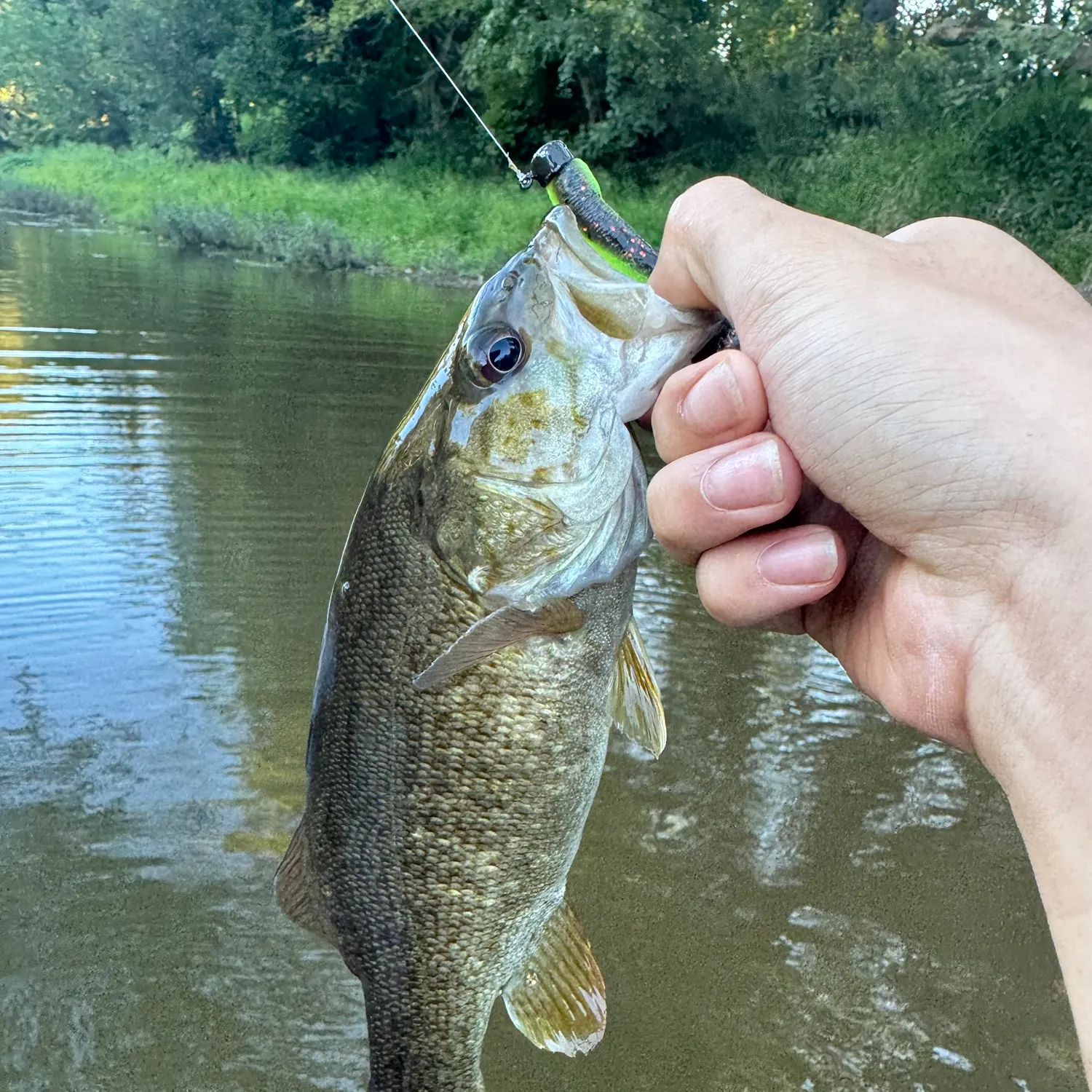 Smallmouth bass caught on Fishbrain