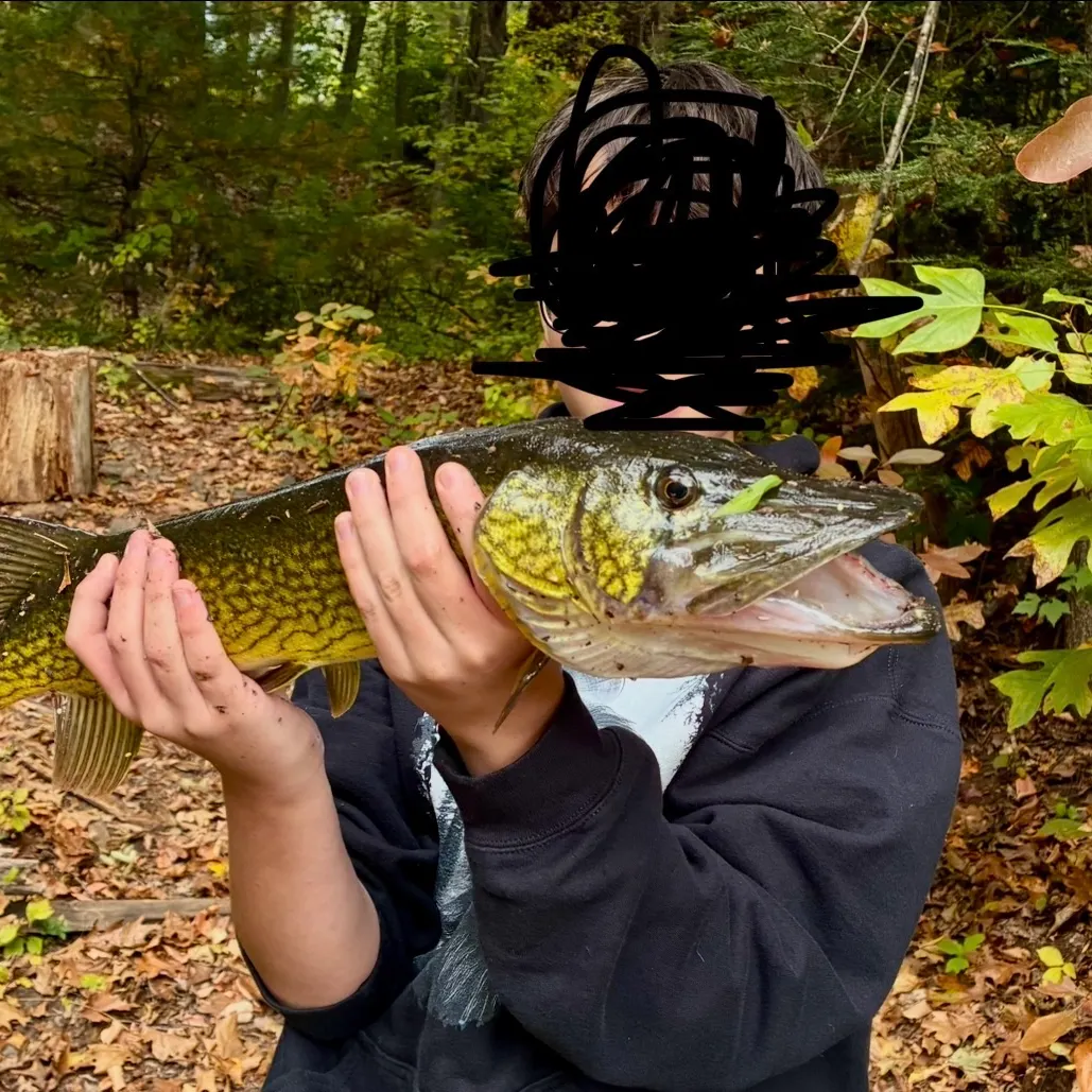 Chain pickerel caught on Fishbrain