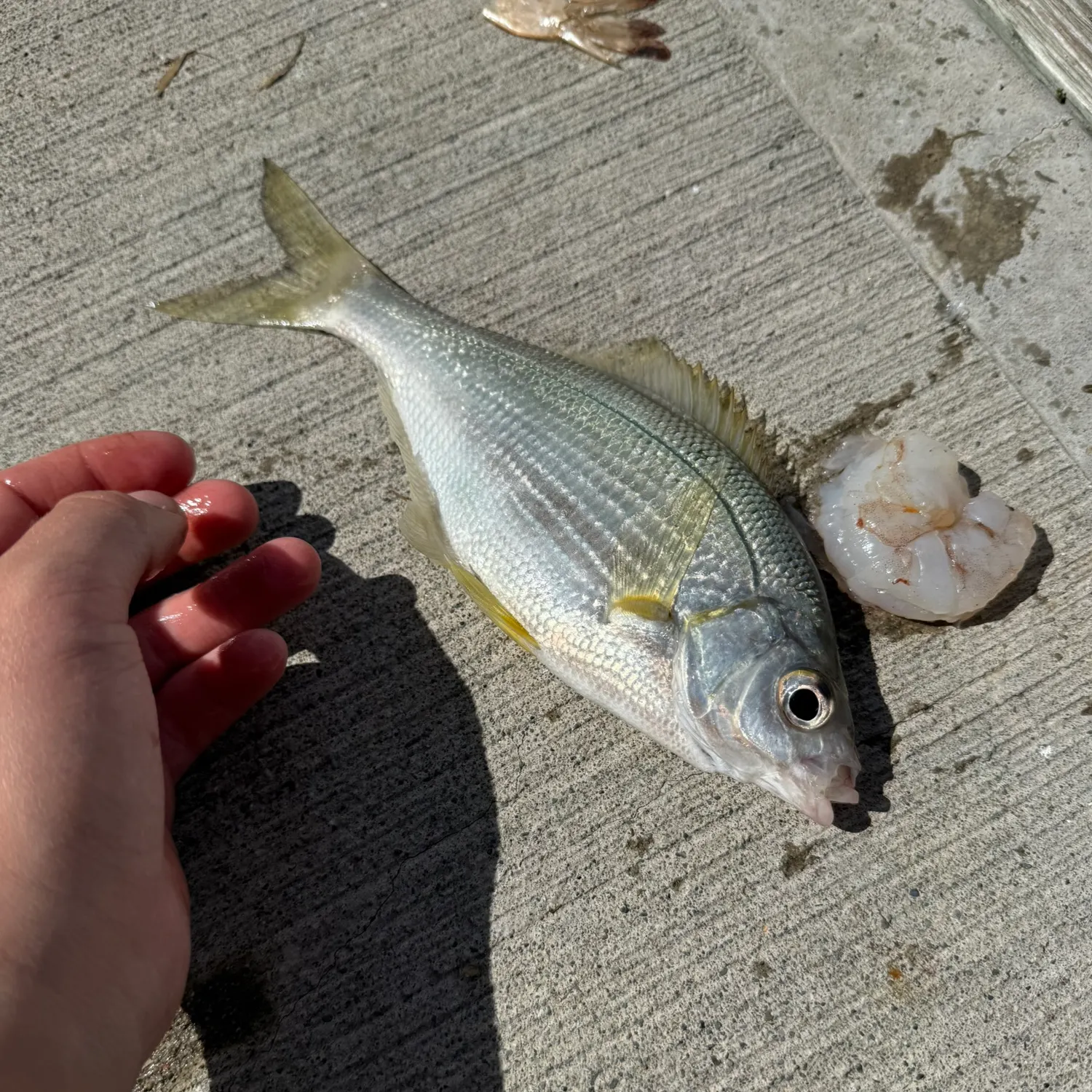 The most recent White seaperch catches on Fishbrain
