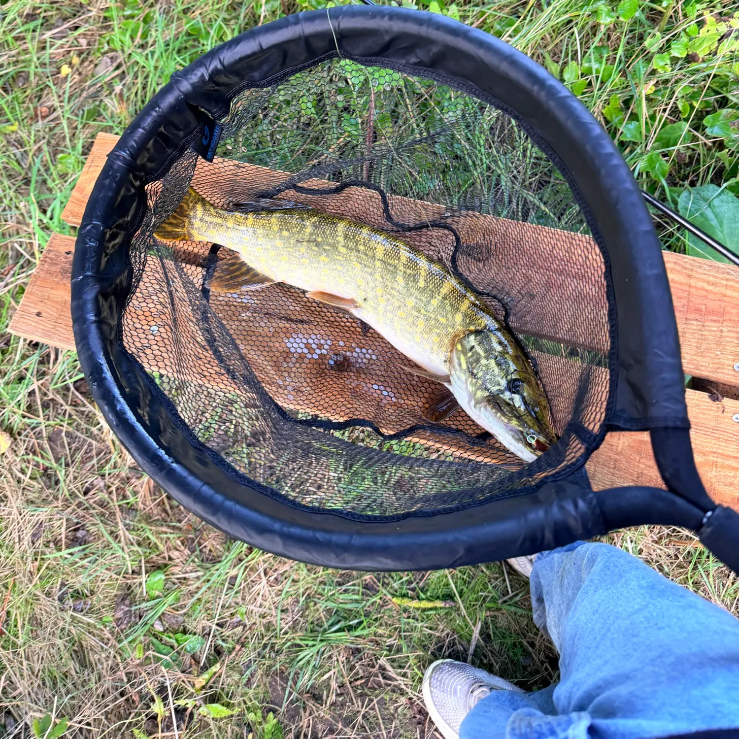 Northern pike caught on Fishbrain