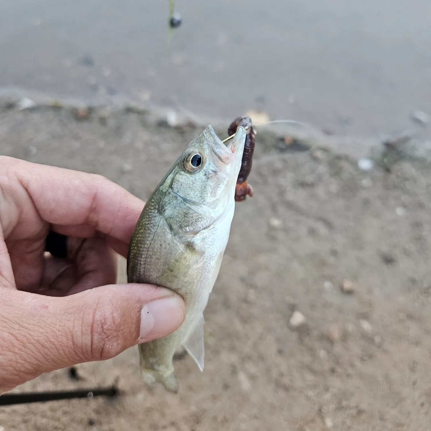 The most recent Wiper catches on Fishbrain