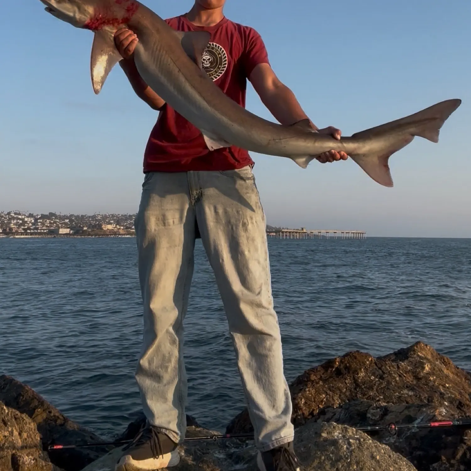 The most recent Tope shark catches on Fishbrain