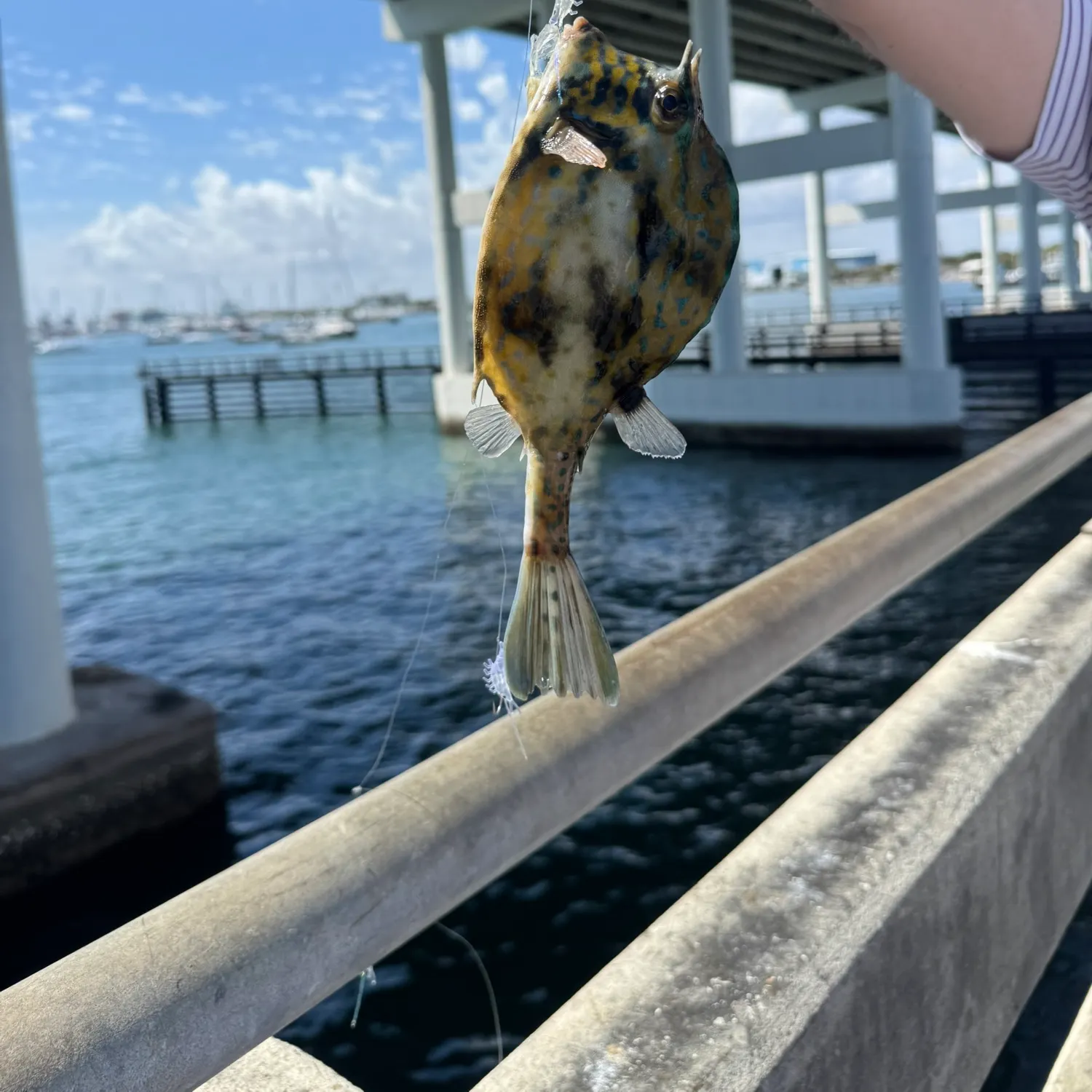 The most recent Smooth puffer catches on Fishbrain