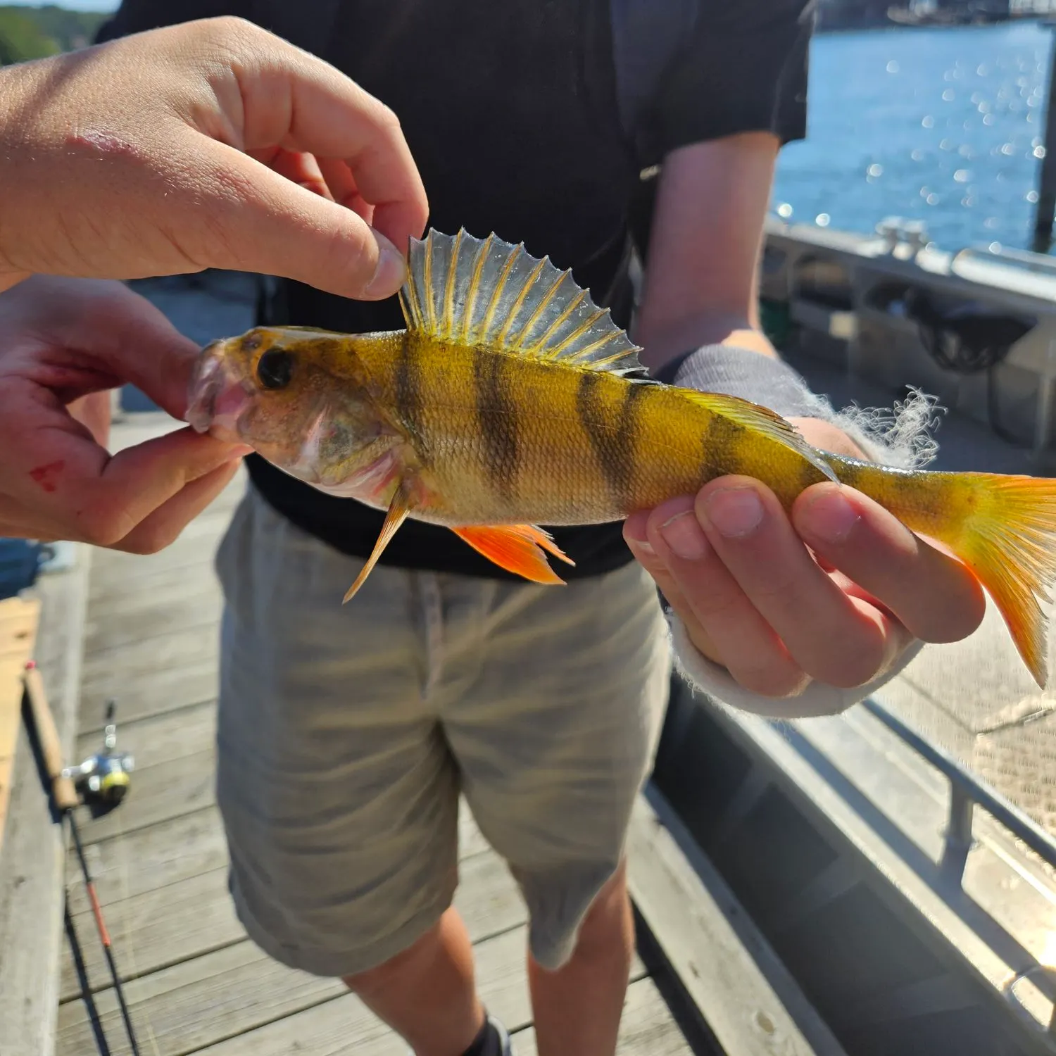 European perch caught on Fishbrain
