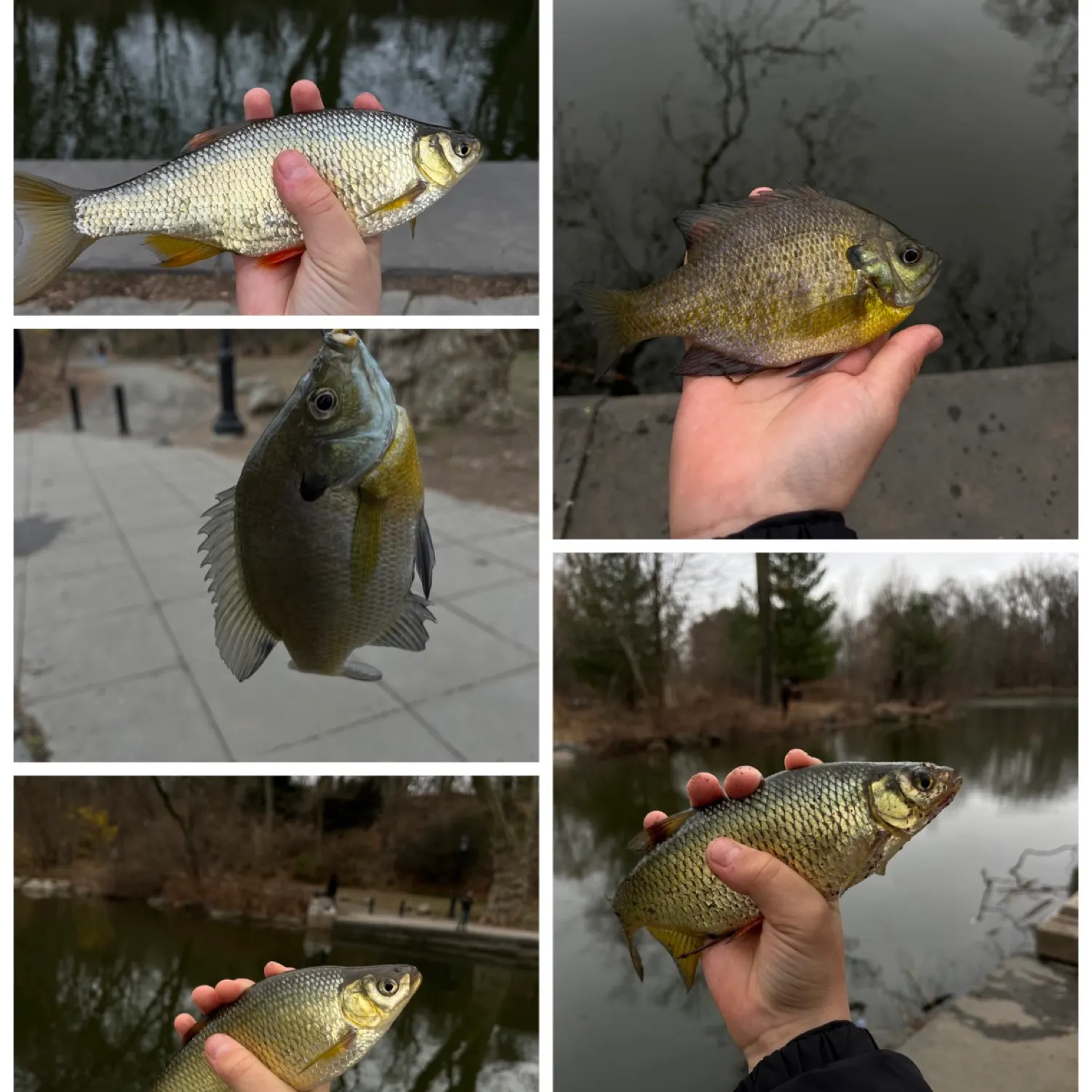 recently logged catches