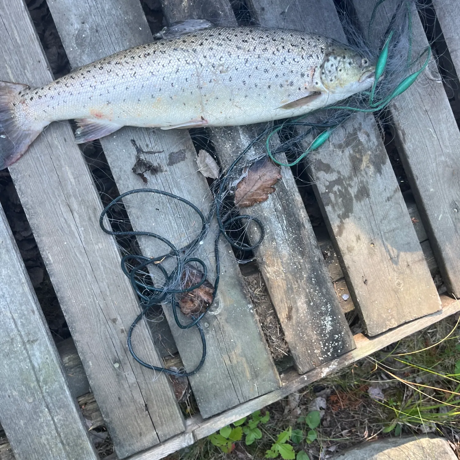 Fish caught on Fishbrain