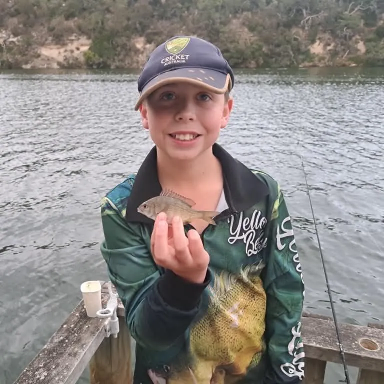 Surf bream caught on Fishbrain