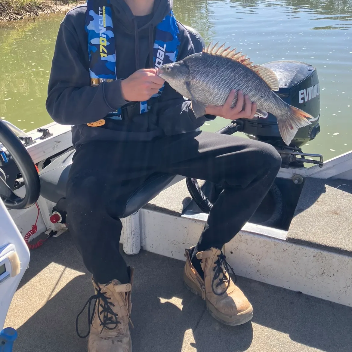 The most recent Bidyan perch catches on Fishbrain