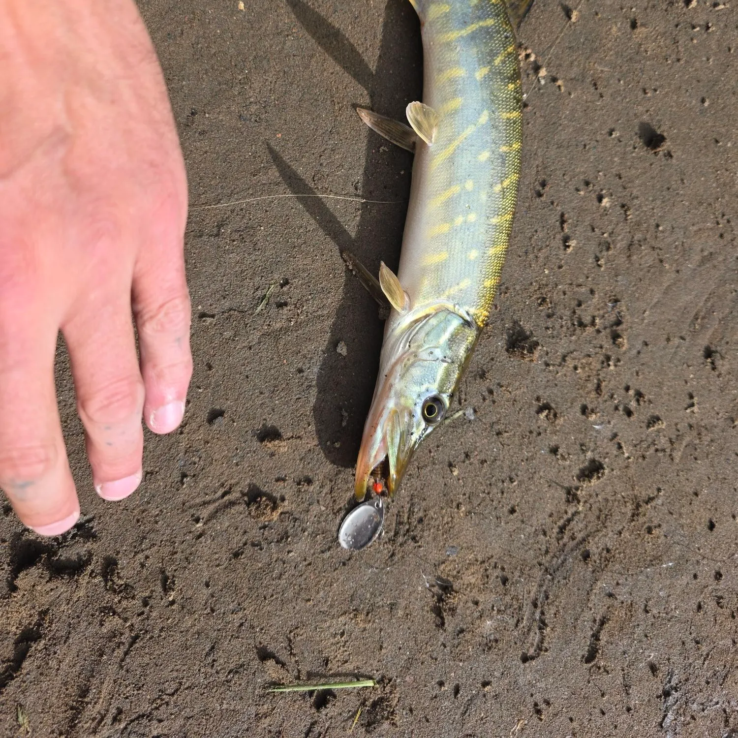 European perch caught on Fishbrain