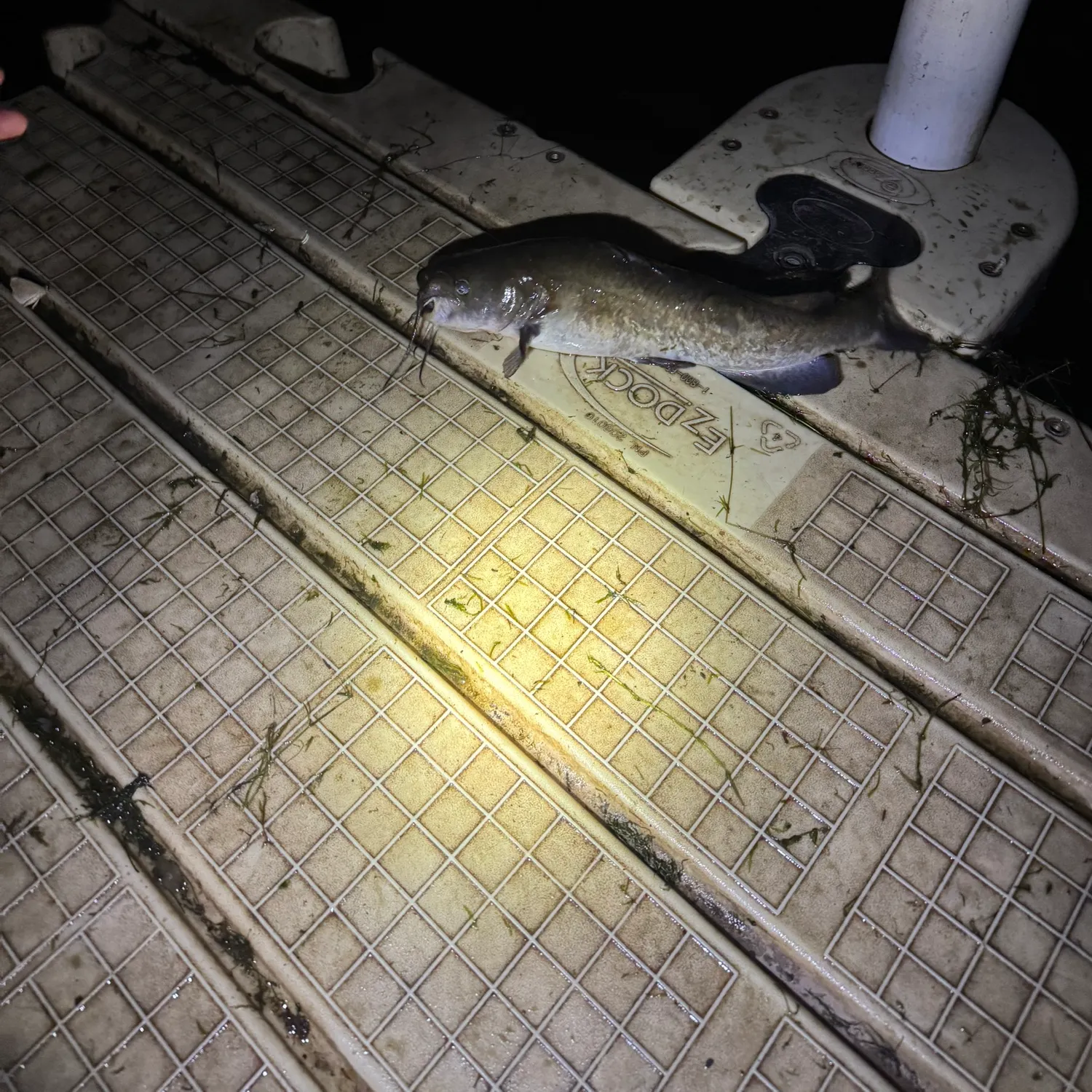 Channel catfish caught on Fishbrain