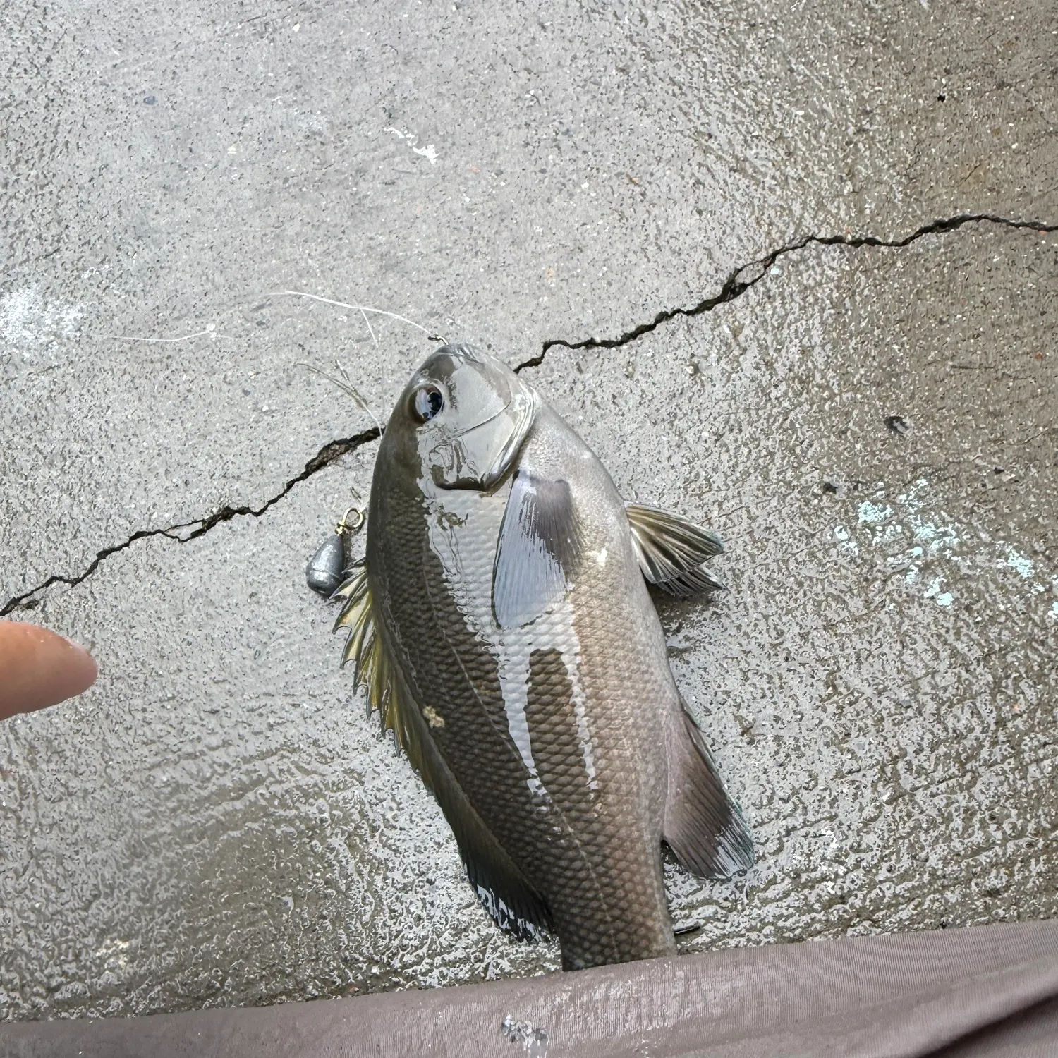 Opaleye caught on Fishbrain
