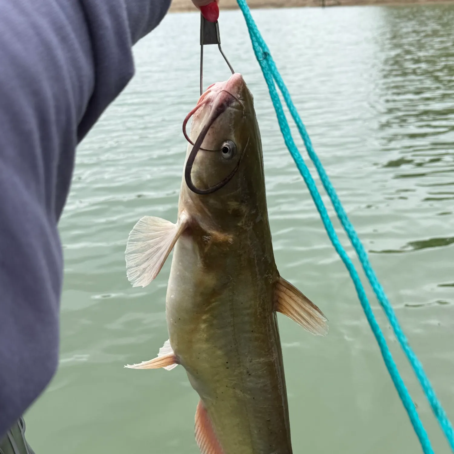 Channel catfish caught on Fishbrain