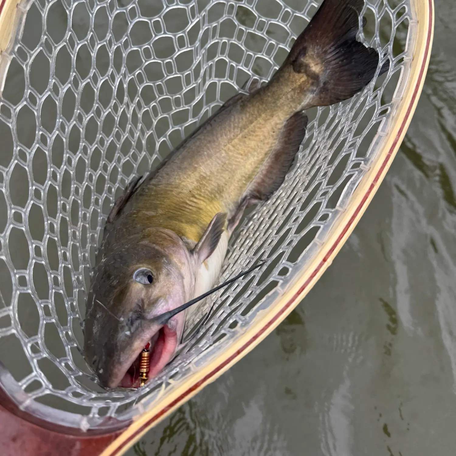 Channel catfish caught on Fishbrain