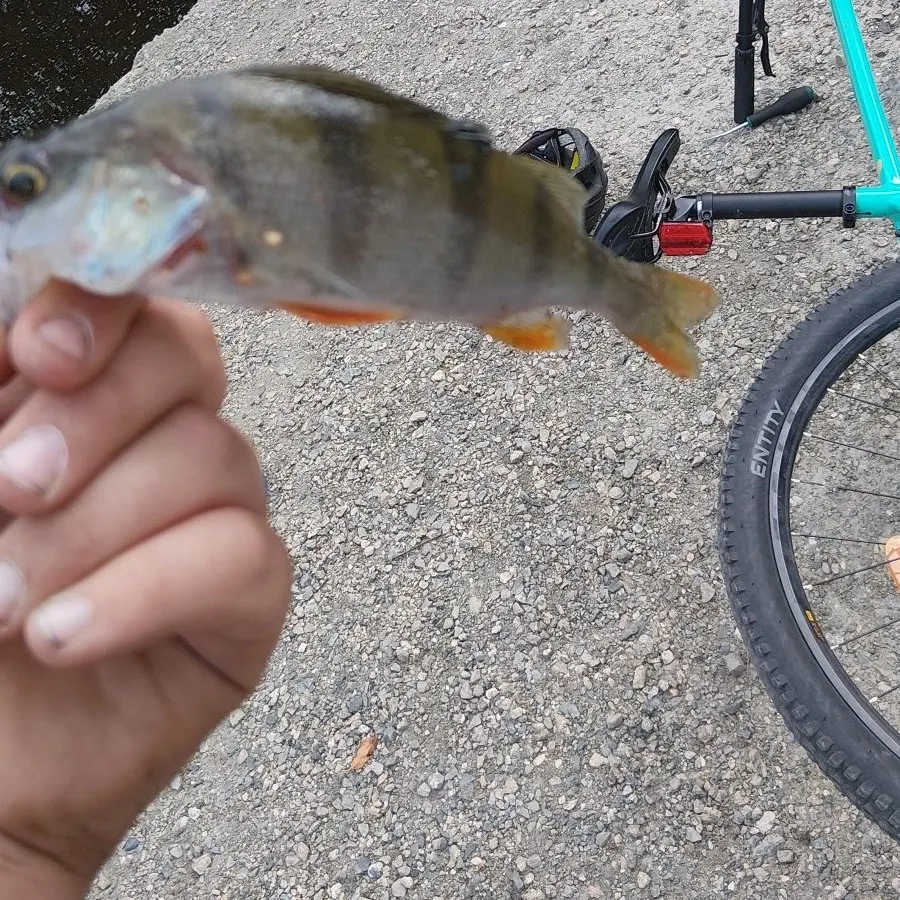European perch caught on Fishbrain