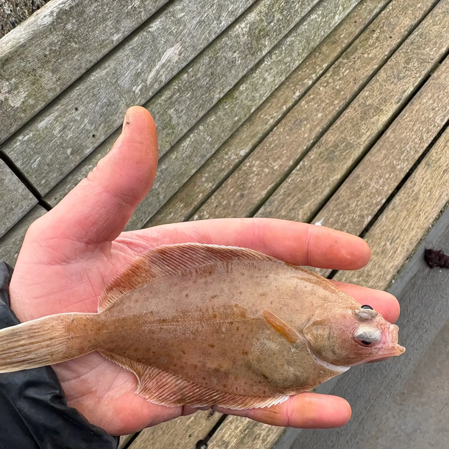 The most recent Common dab catches on Fishbrain