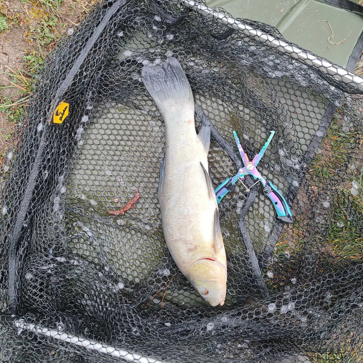 The most recent Tench catches on Fishbrain