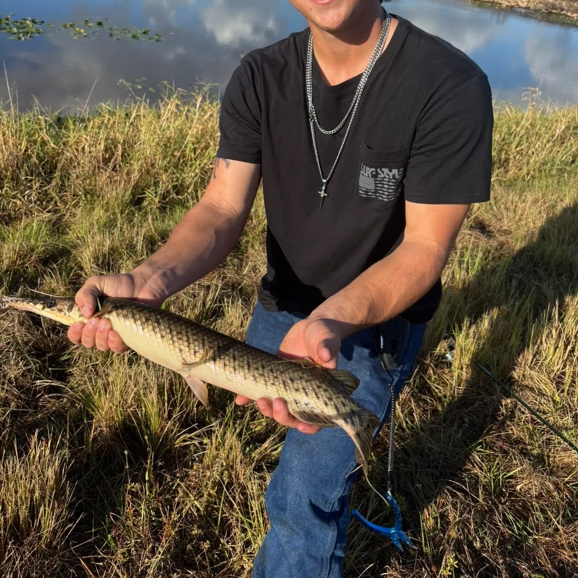 The most recent Florida gar catches on Fishbrain