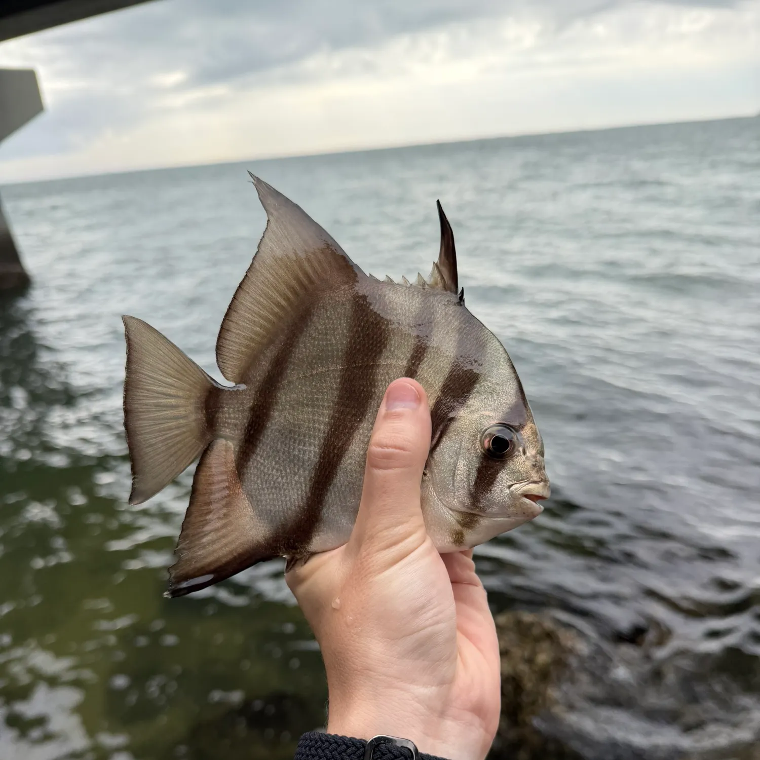 The most recent Atlantic spadefish catches on Fishbrain