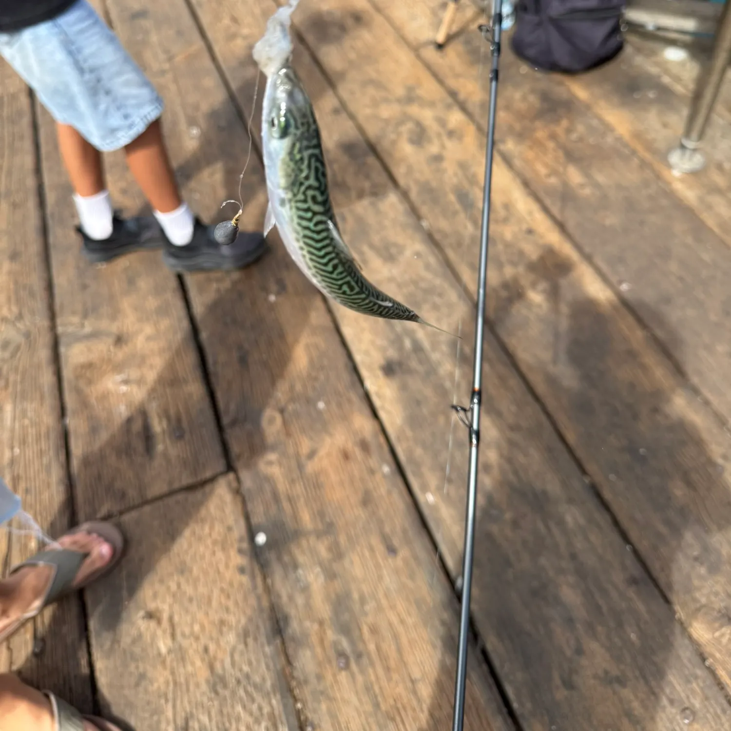 Pacific chub mackerel caught on Fishbrain