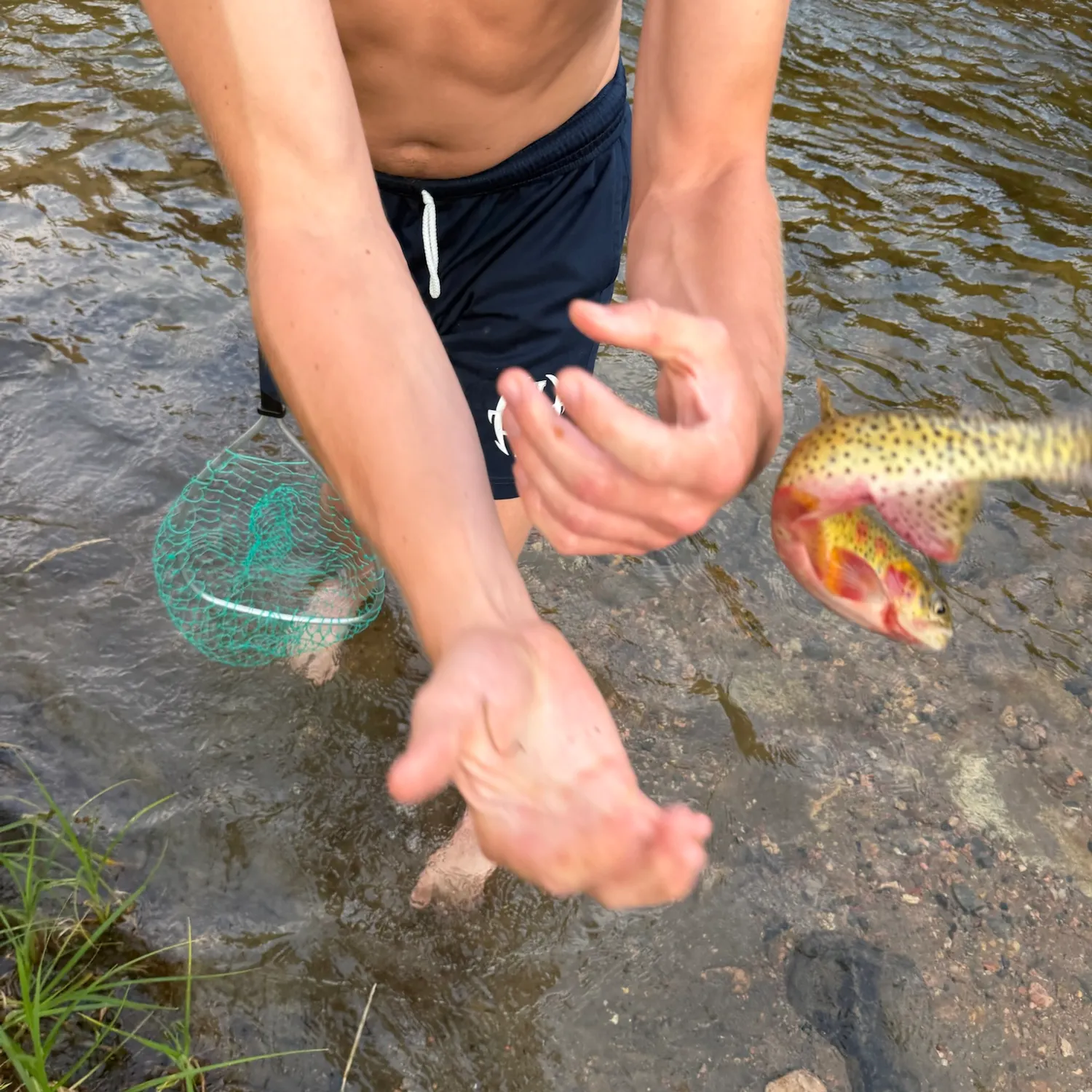 The most recent Colorado river cutthroat trout catches on Fishbrain