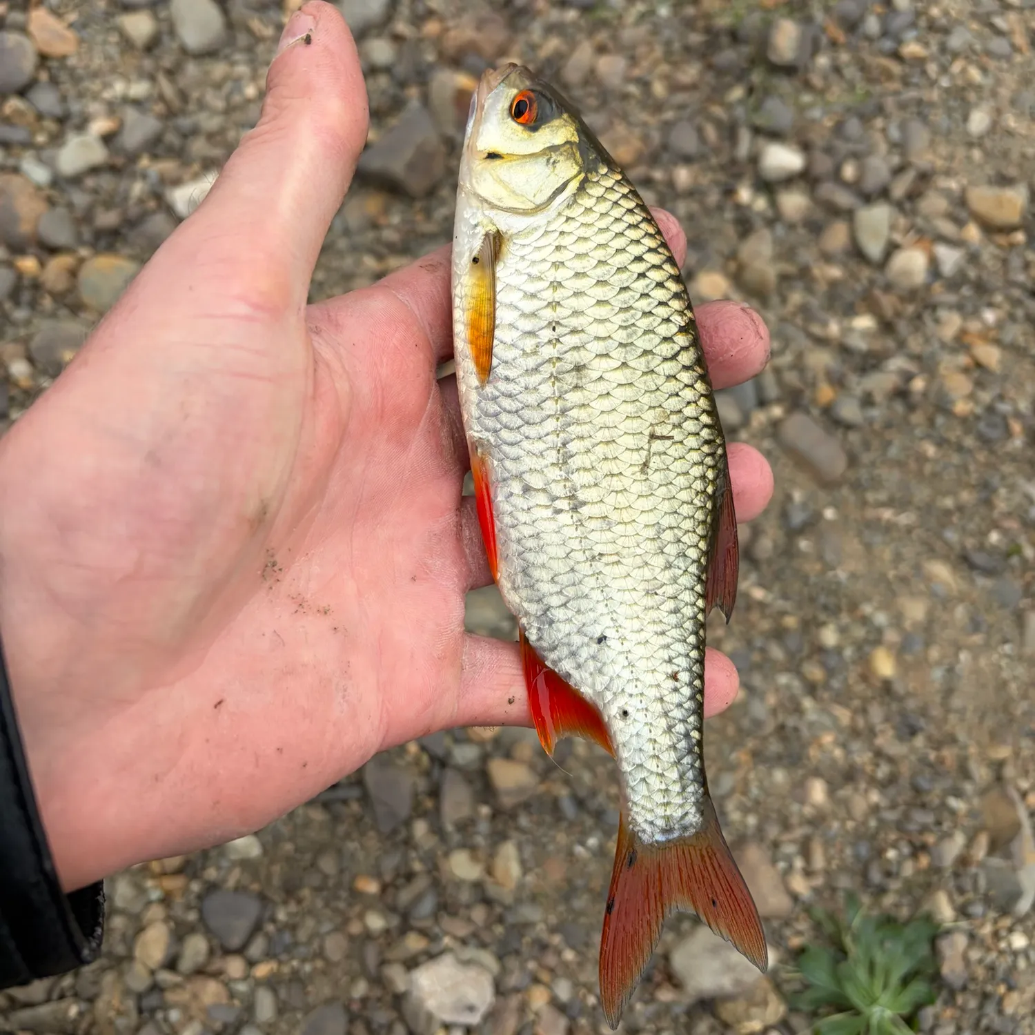 Common rudd caught on Fishbrain