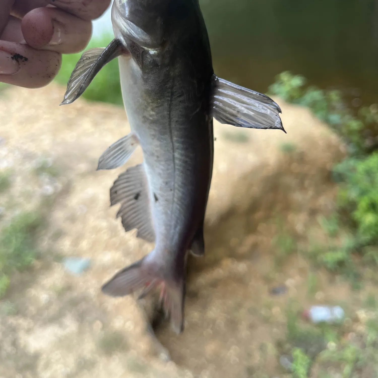 White bullhead caught on Fishbrain