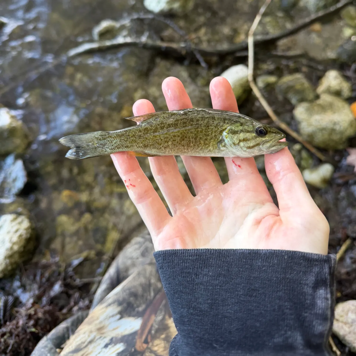Smallmouth bass caught on Fishbrain
