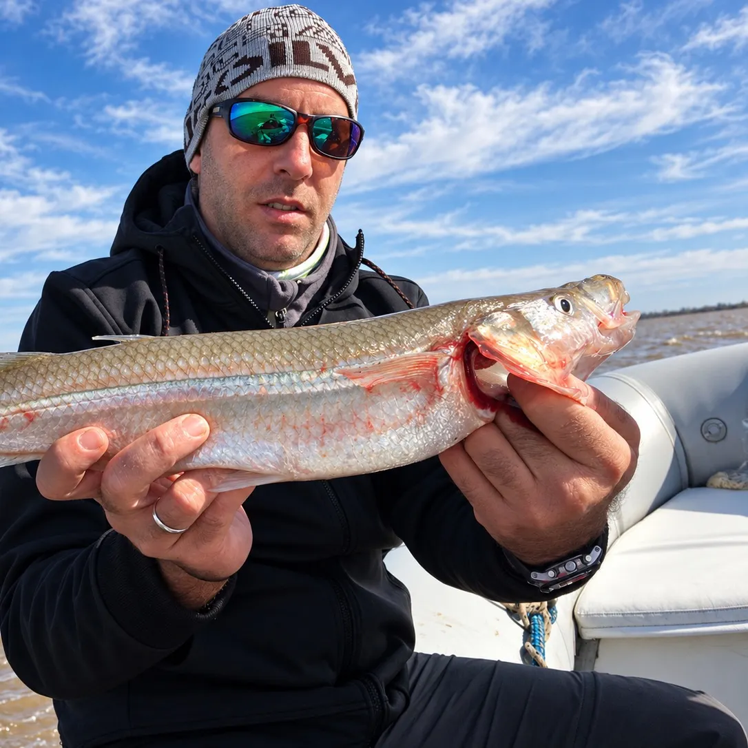 Argentinian silverside caught on Fishbrain