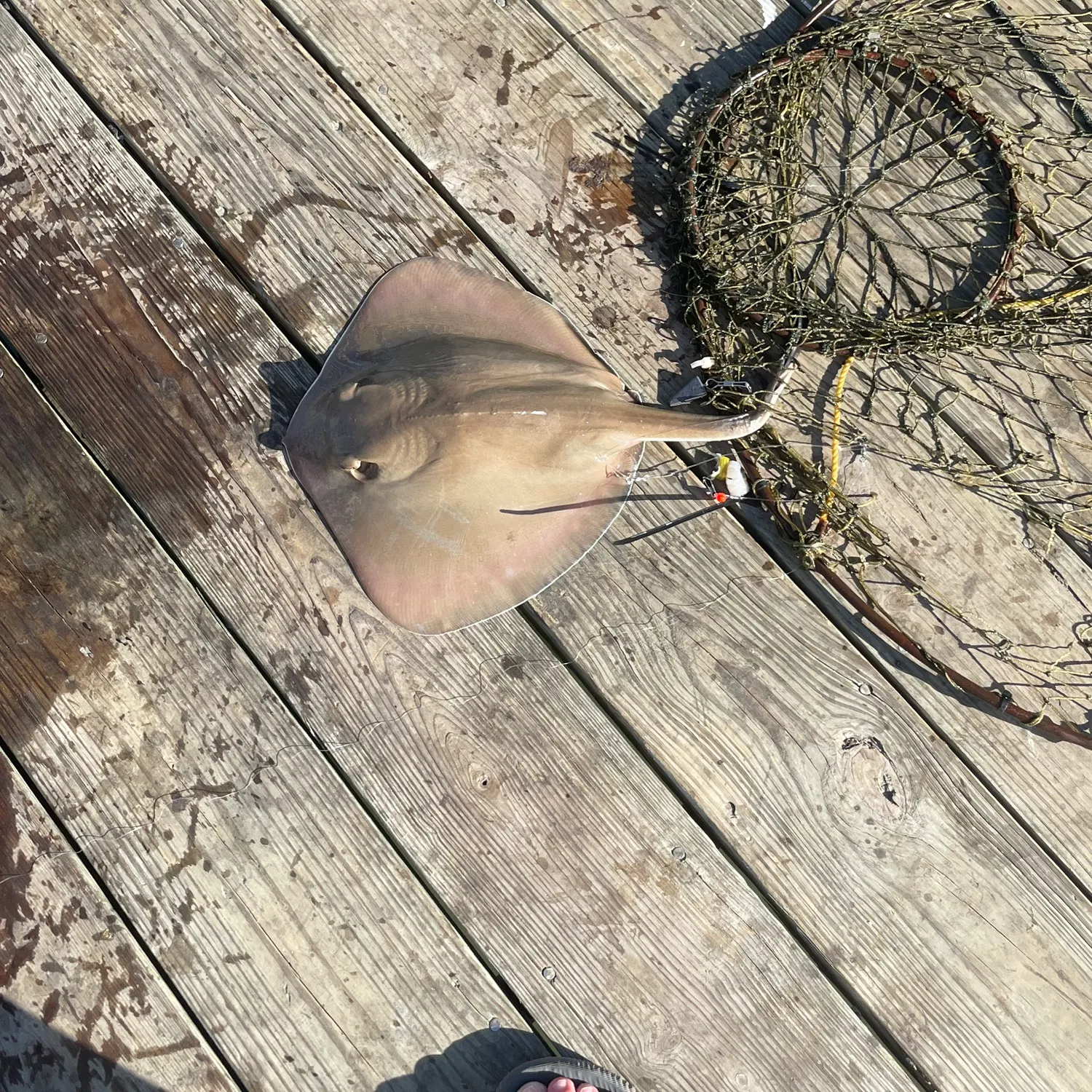catch