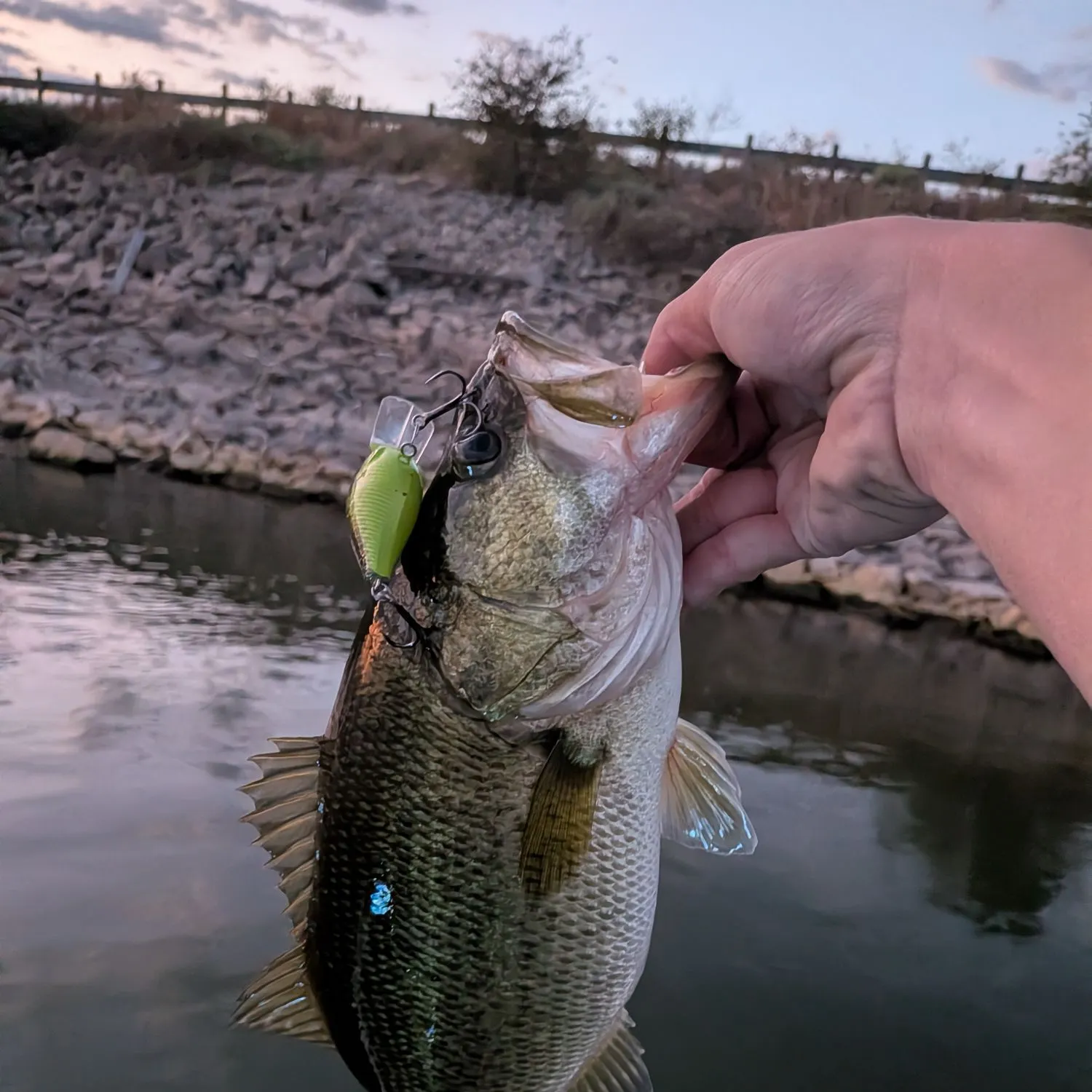 Largemouth bass caught on Fishbrain