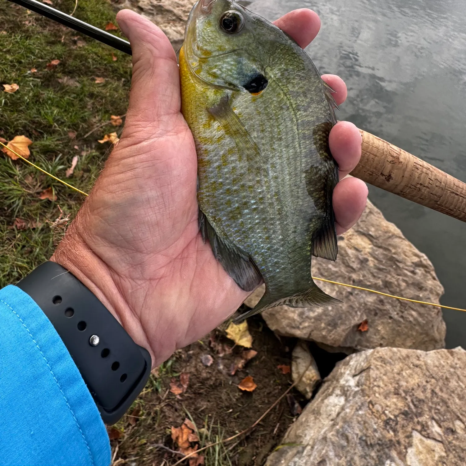 Greengill hybrid caught on Fishbrain