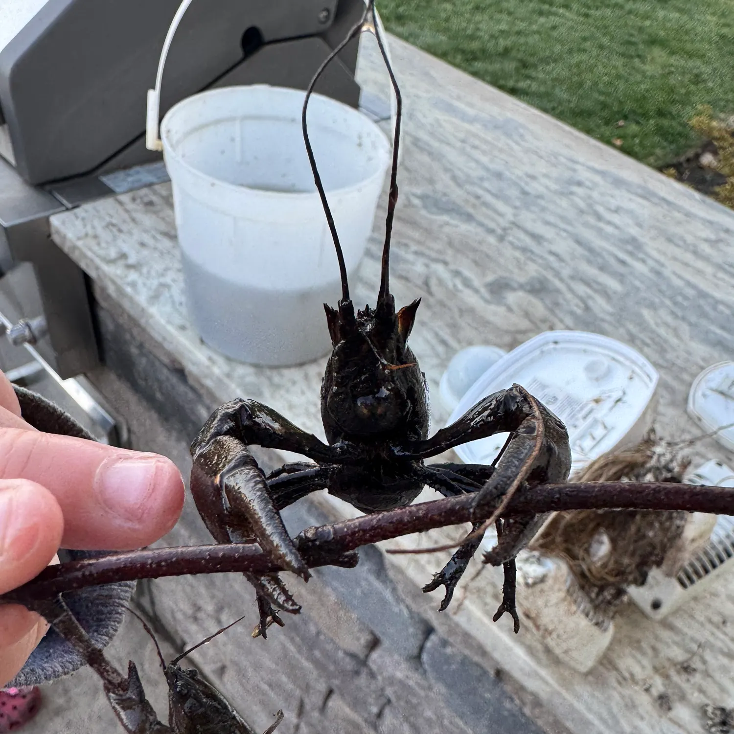The most recent Rusty crayfish catches on Fishbrain