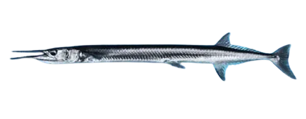Mexican needlefish