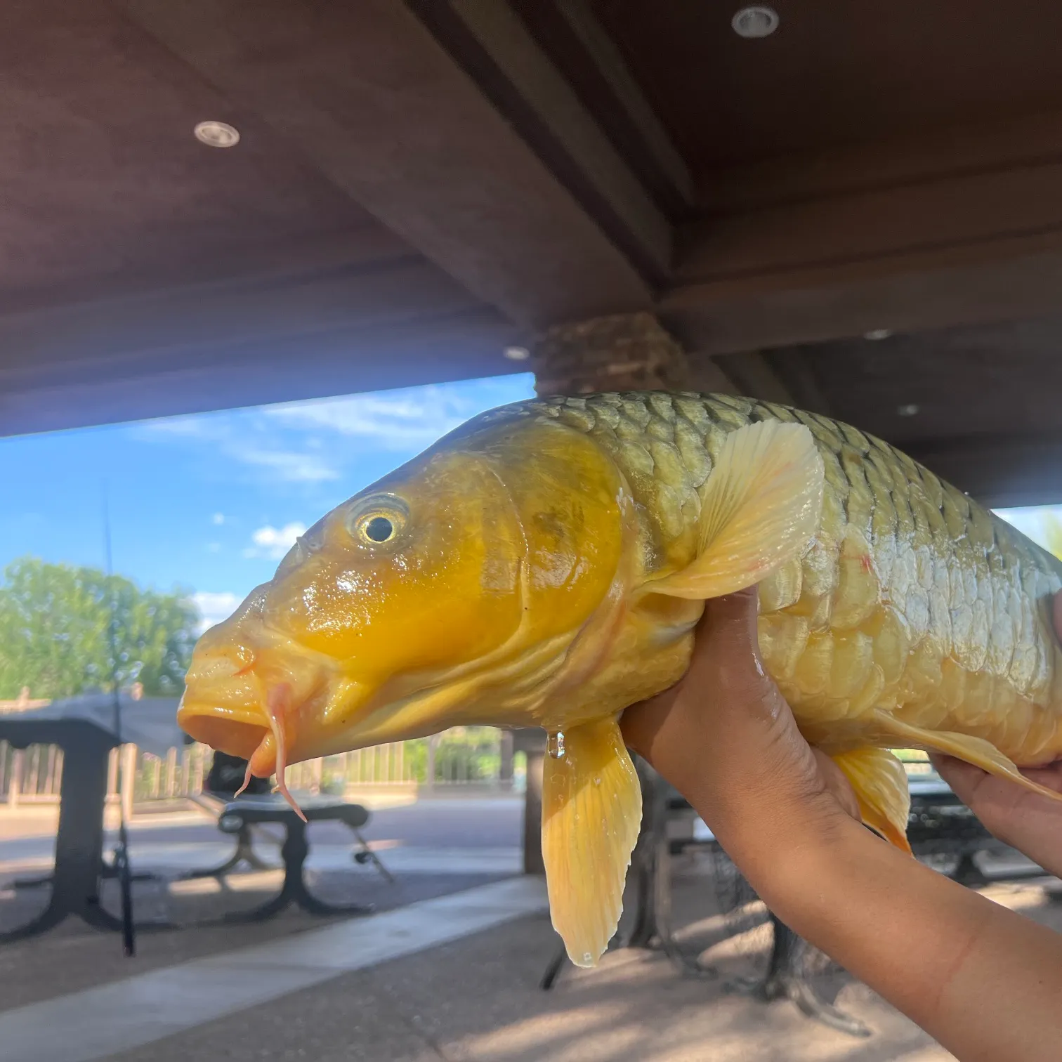The most recent Koi x common carp catches on Fishbrain