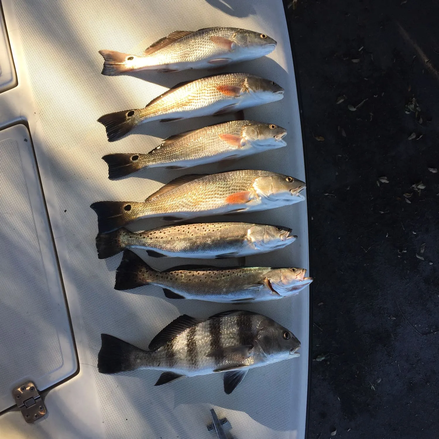 recently logged catches